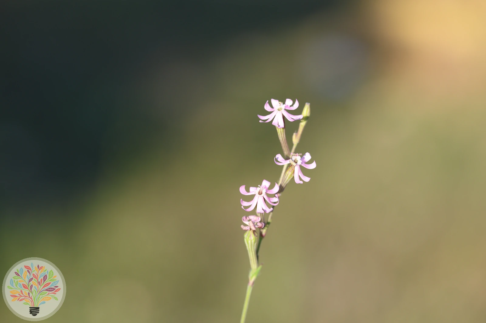 Acker-Leimkraut – Bild