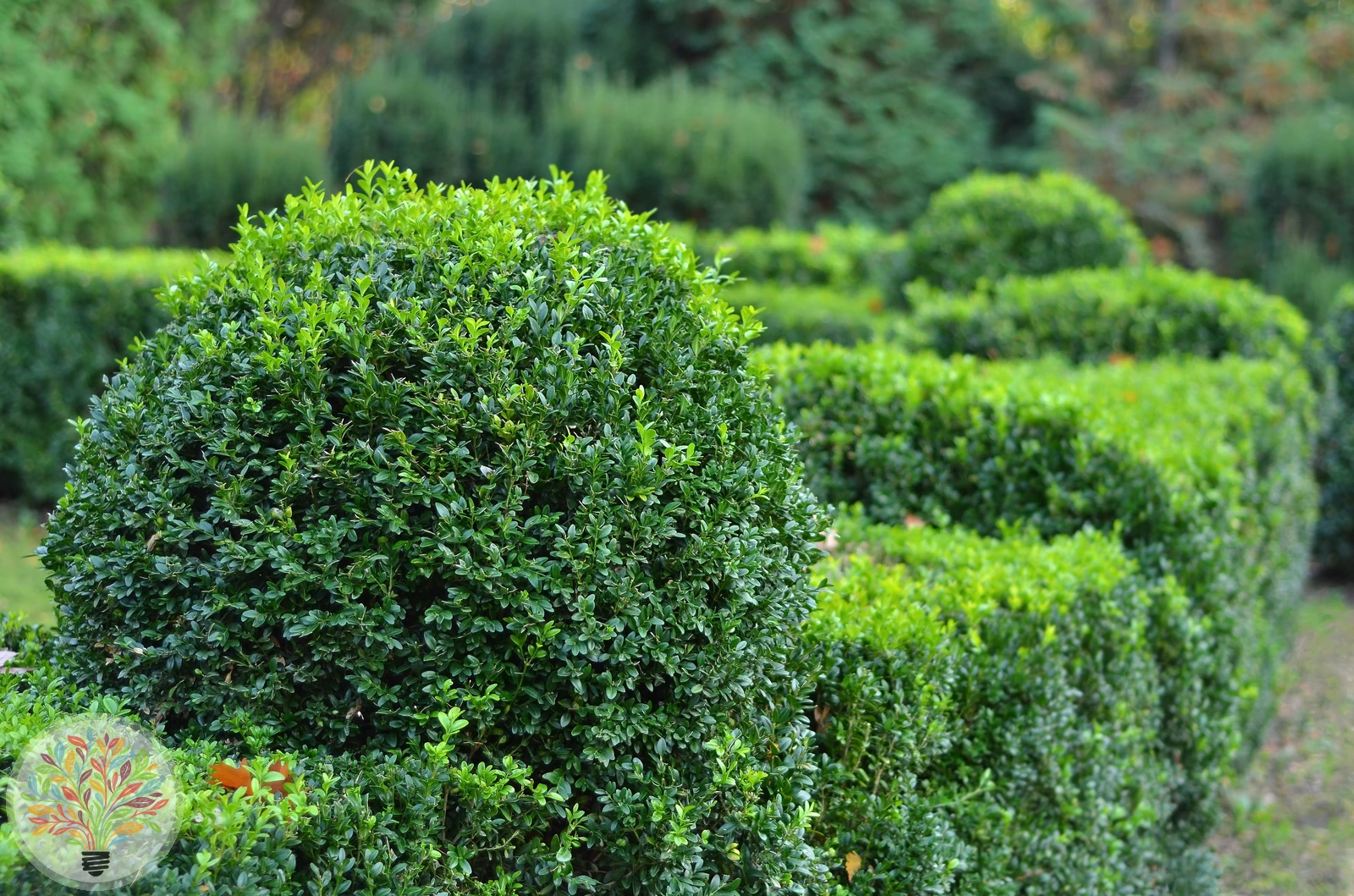 Buxus sempervirens – Afbeelding 2 van 2