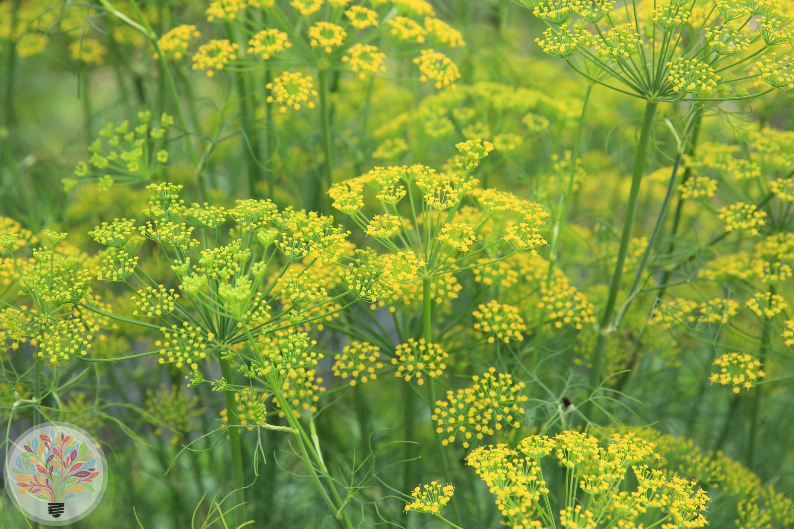 Echter Fenchel – Bild 2 von 4