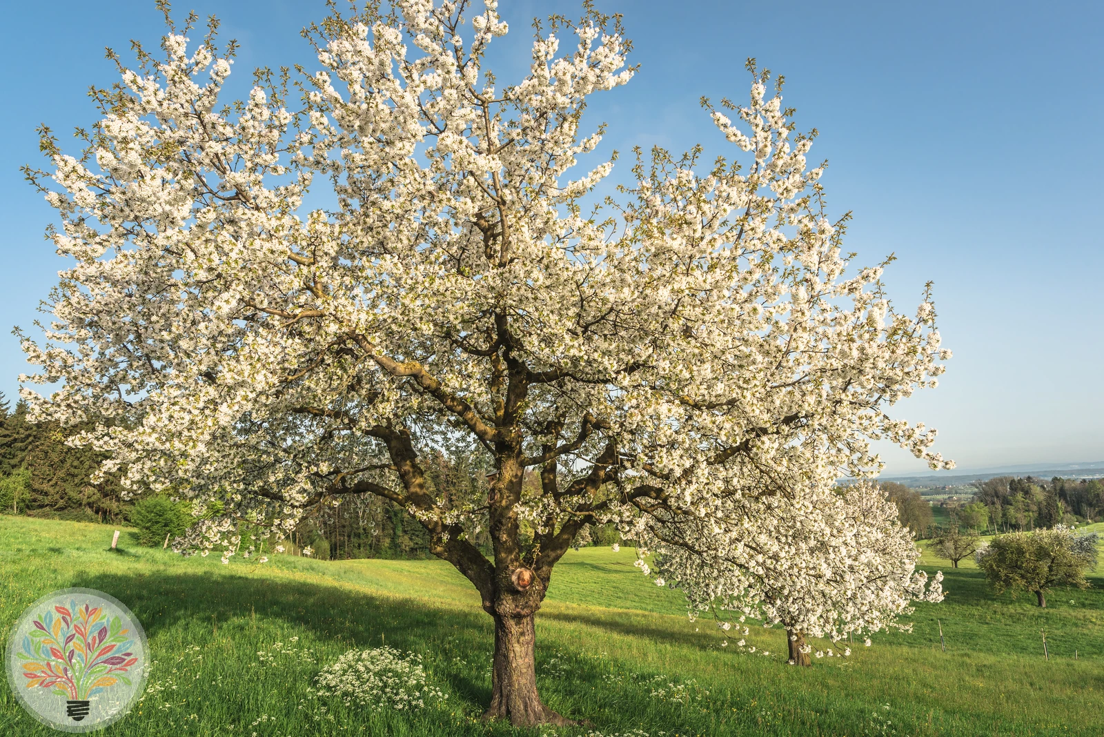 Pyrus communis – Afbeelding 3 van 18