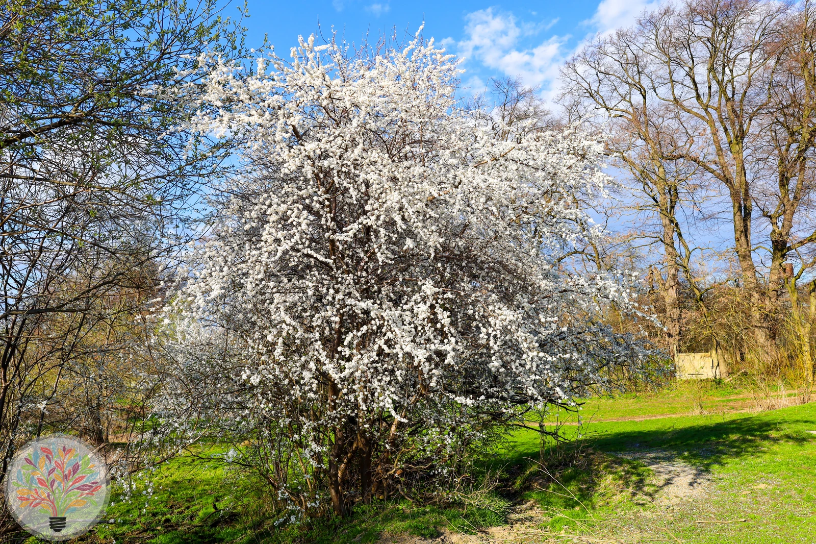 Schlehe – Bild 3 von 3