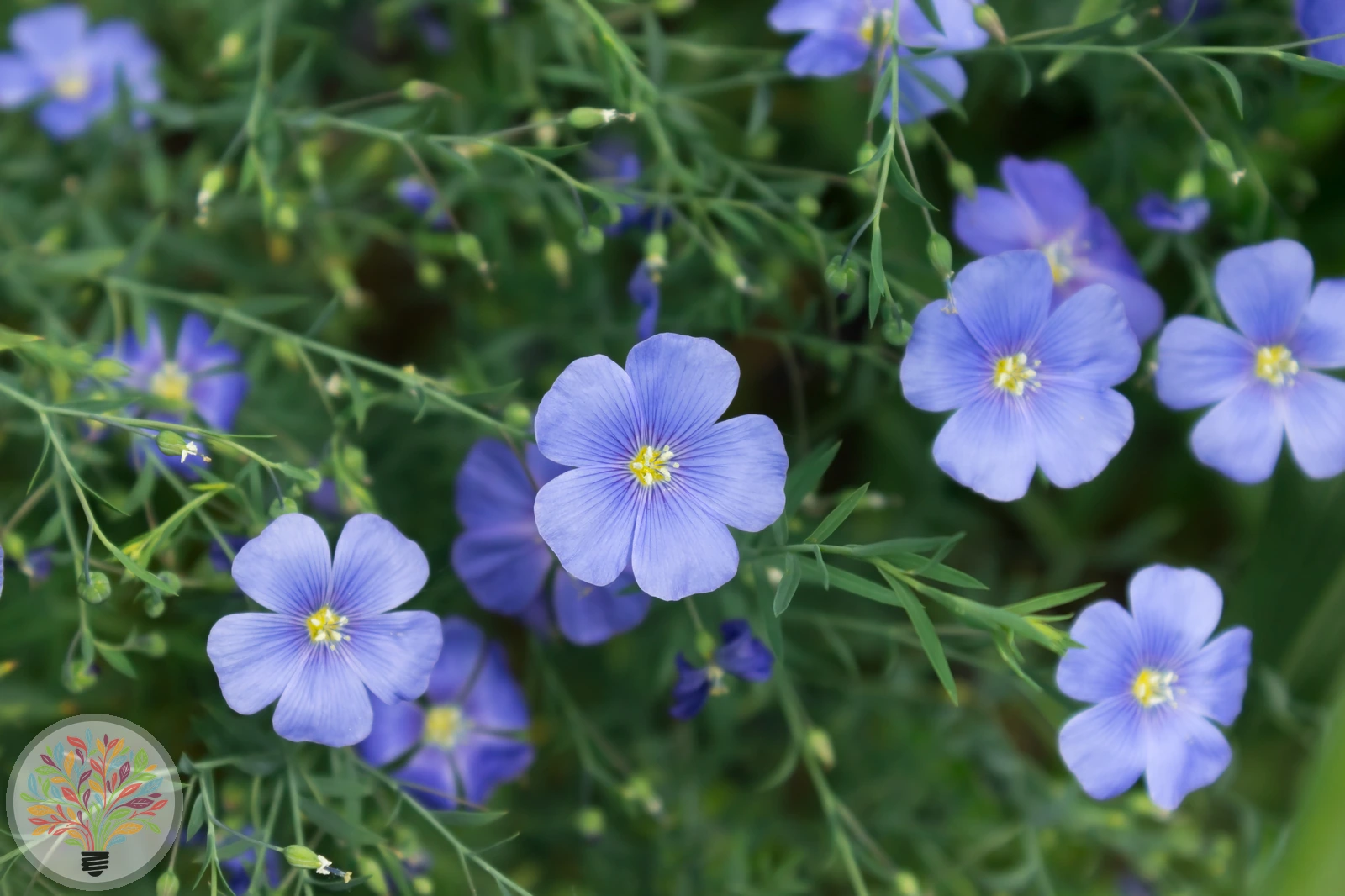 Linum usitatissimum – Afbeelding 2 van 4