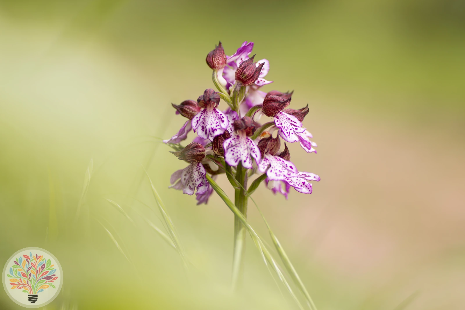 Purpur-Knabenkraut – Bild 2 von 2