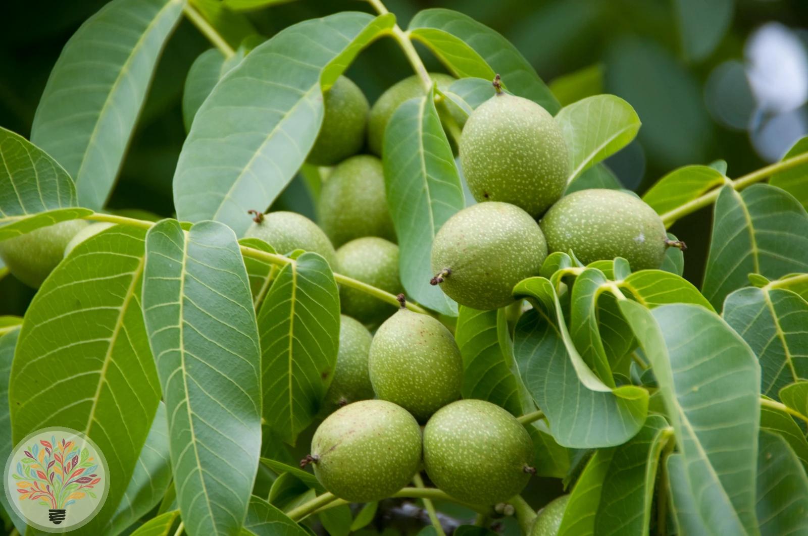 Juglans regia – Afbeelding 2 van 8