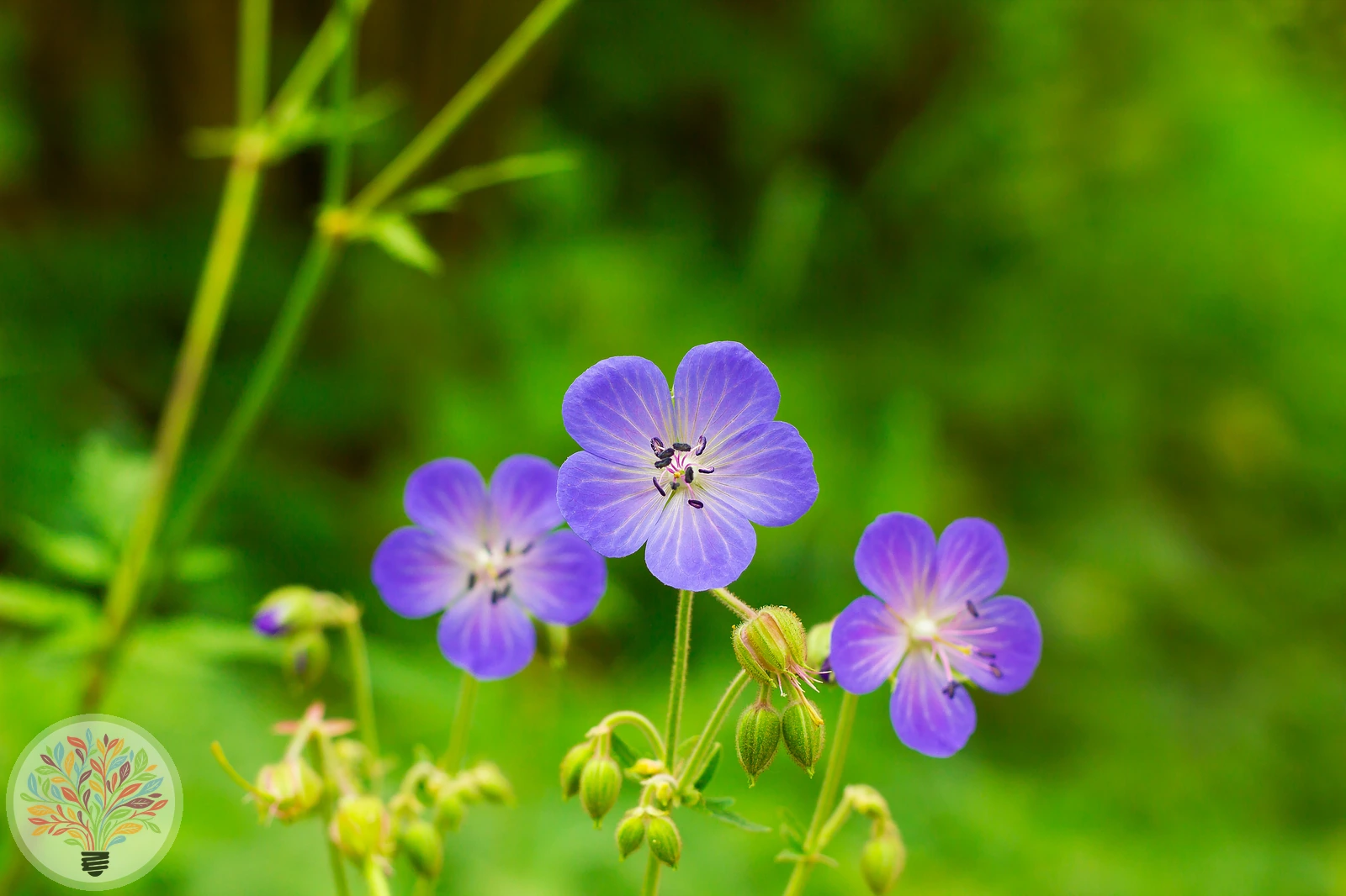 Wiesen-Storchschnabel – Bild