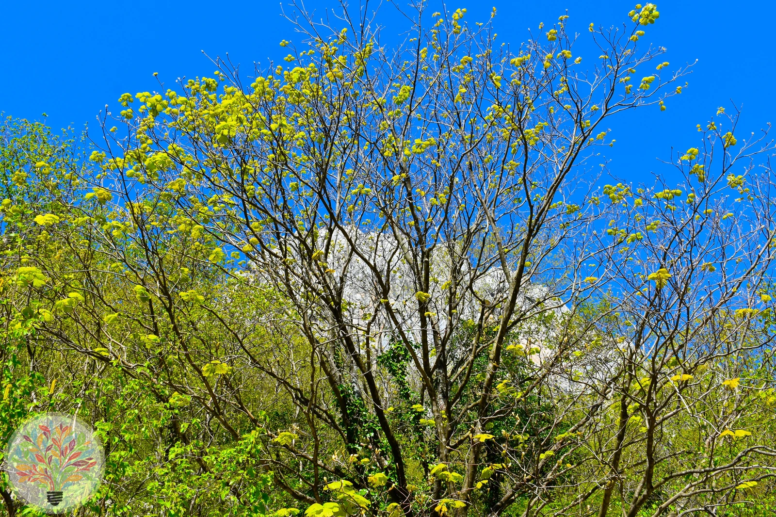 Schweizer Ahorn – Bild 3 von 3
