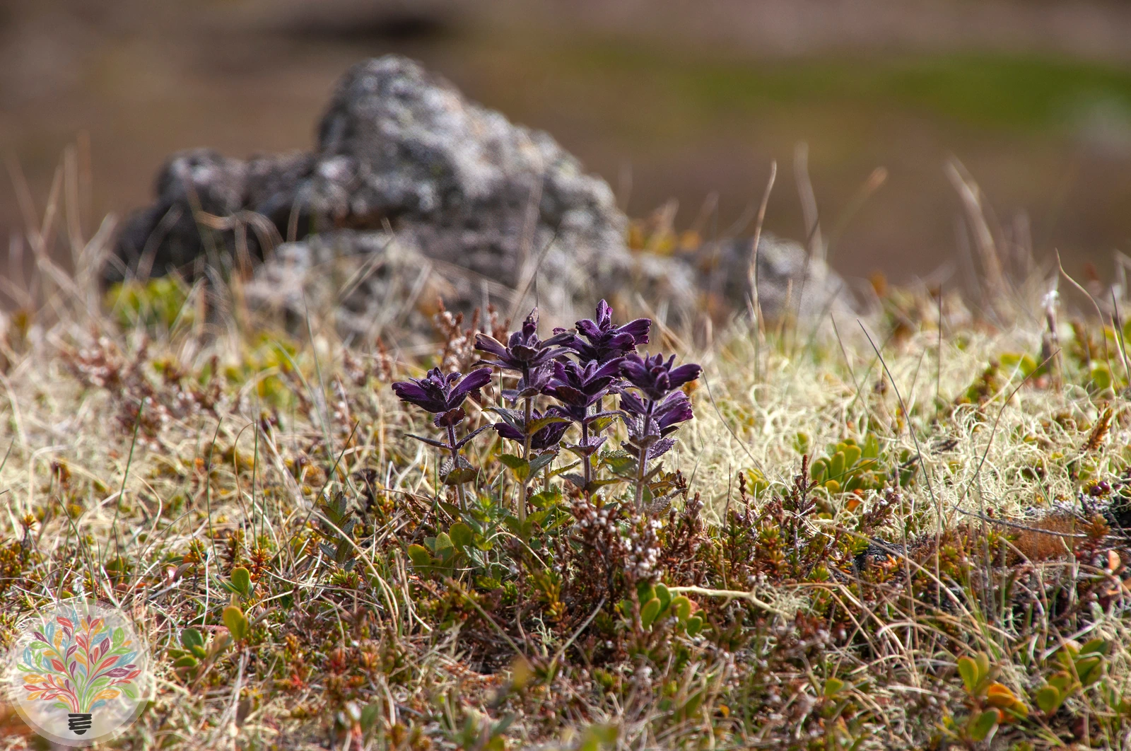 Alpen-Bartschie – Bild 3 von 4
