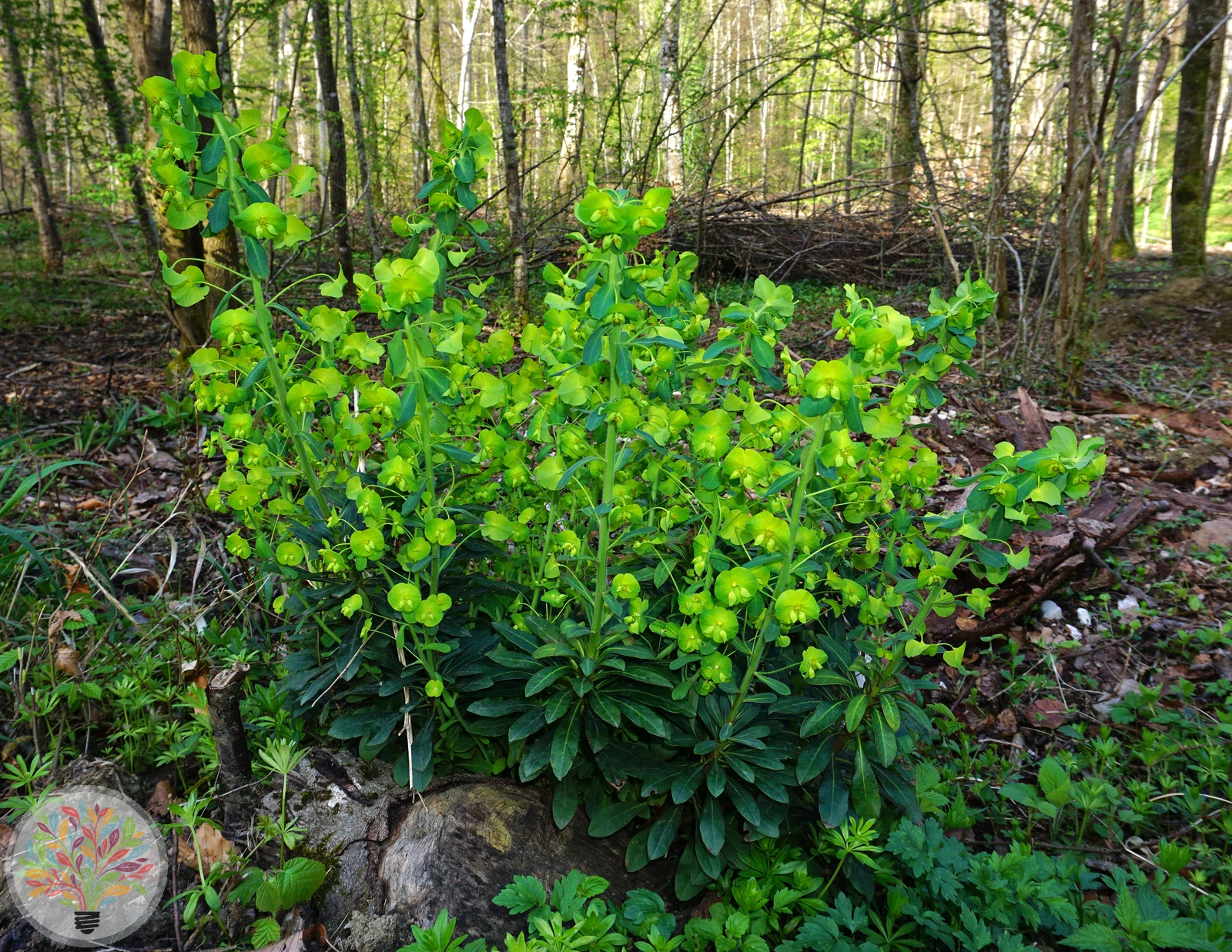 Mandelblättrige Wolfsmilch – Bild