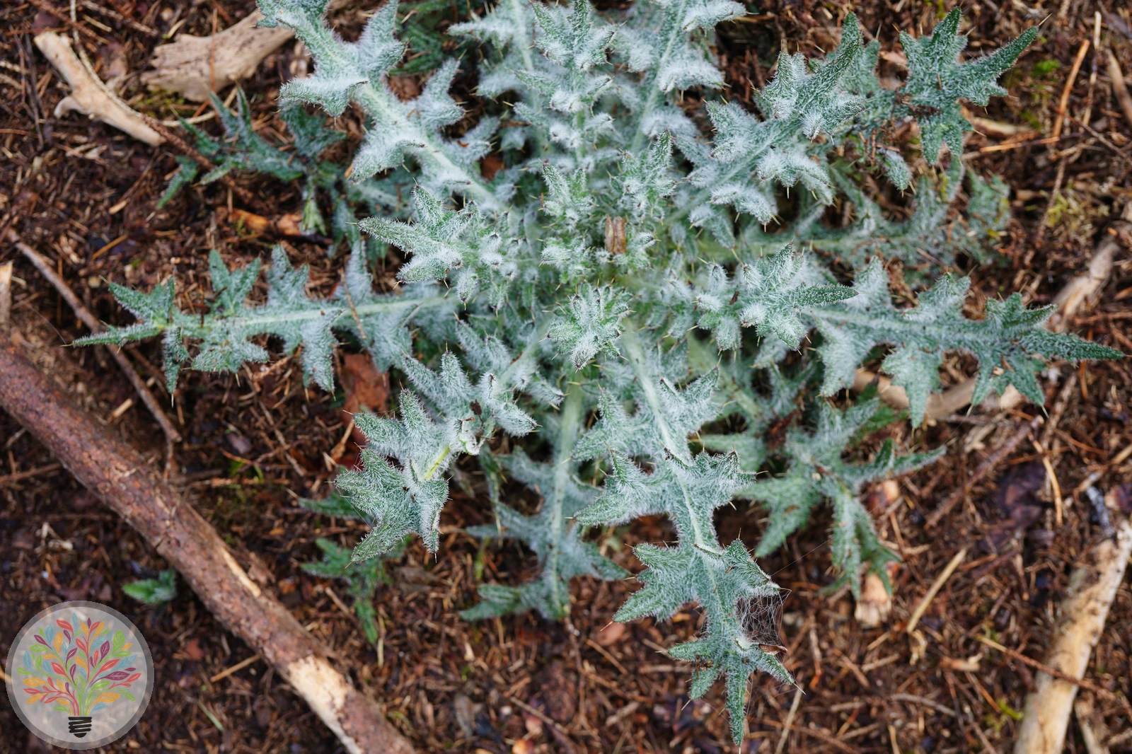 Lanzett-Kratzdistel – Bild 2 von 2