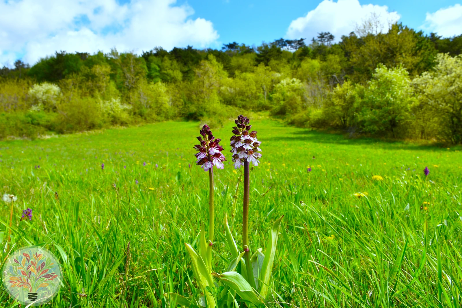 Aangebrande orchis – Afbeelding 3 van 3