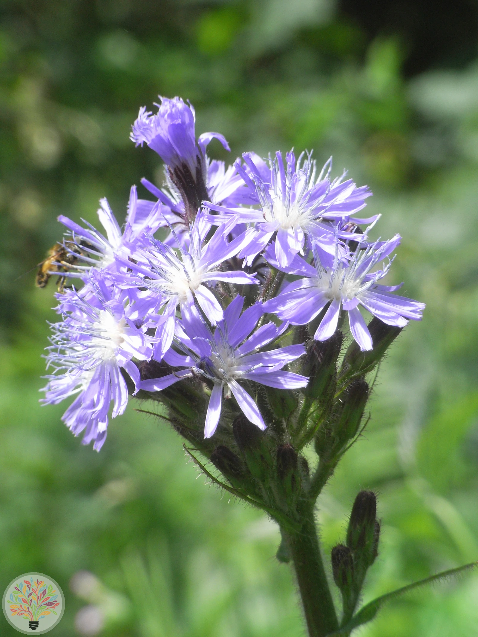 Cicerbita alpina – Imagem 3 de 3