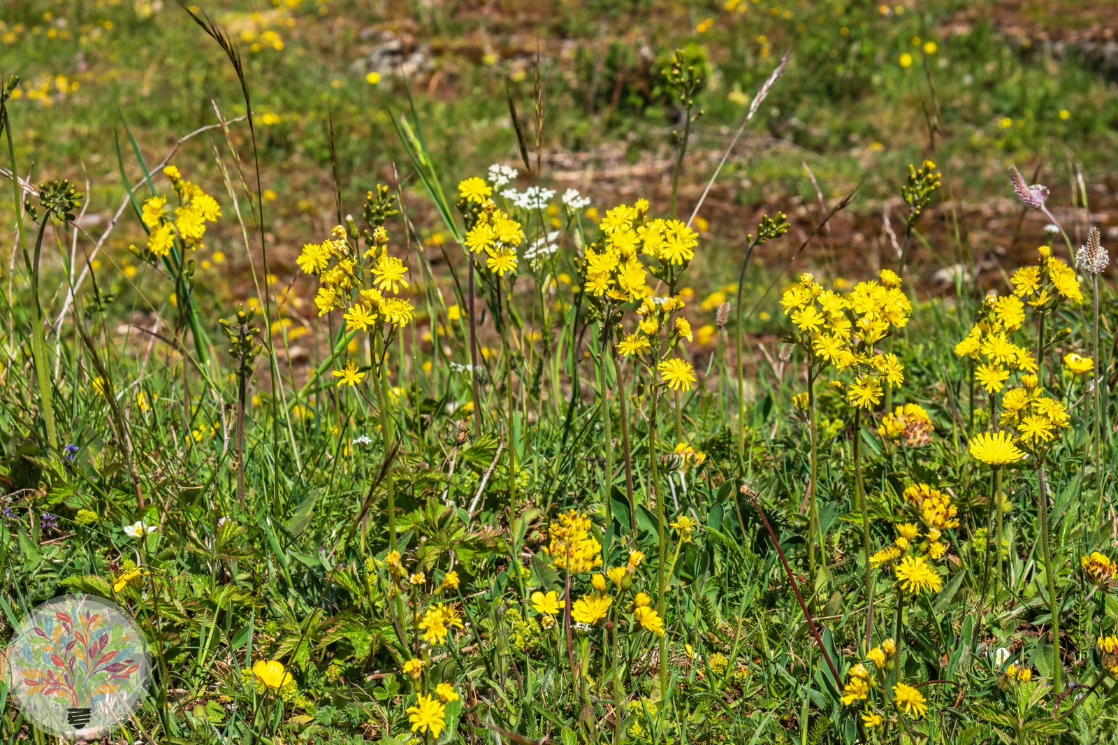 Crepis praemorsa – Image 3 sur 3