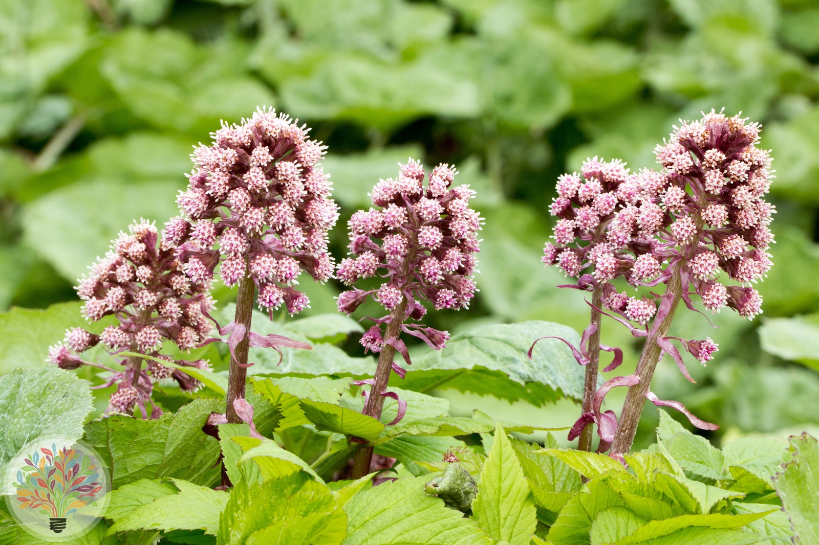 Gewöhnliche Pestwurz – Bild
