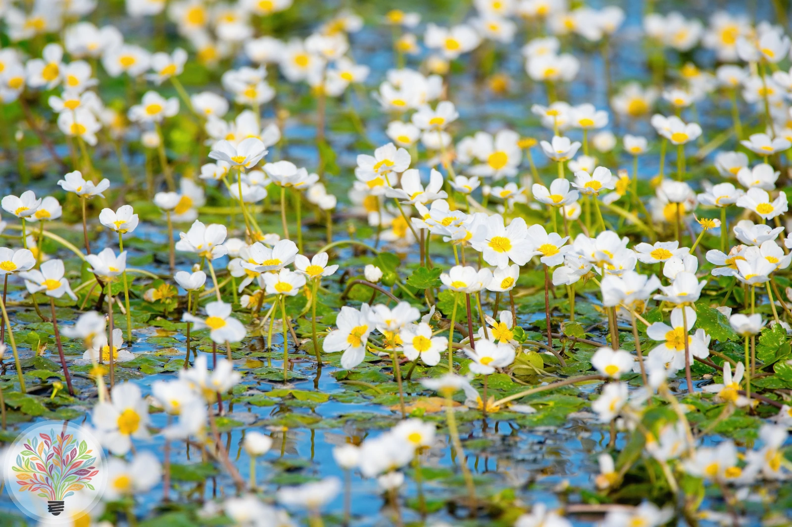 Gewöhnlicher Wasser-Hahnenfuß – Bild
