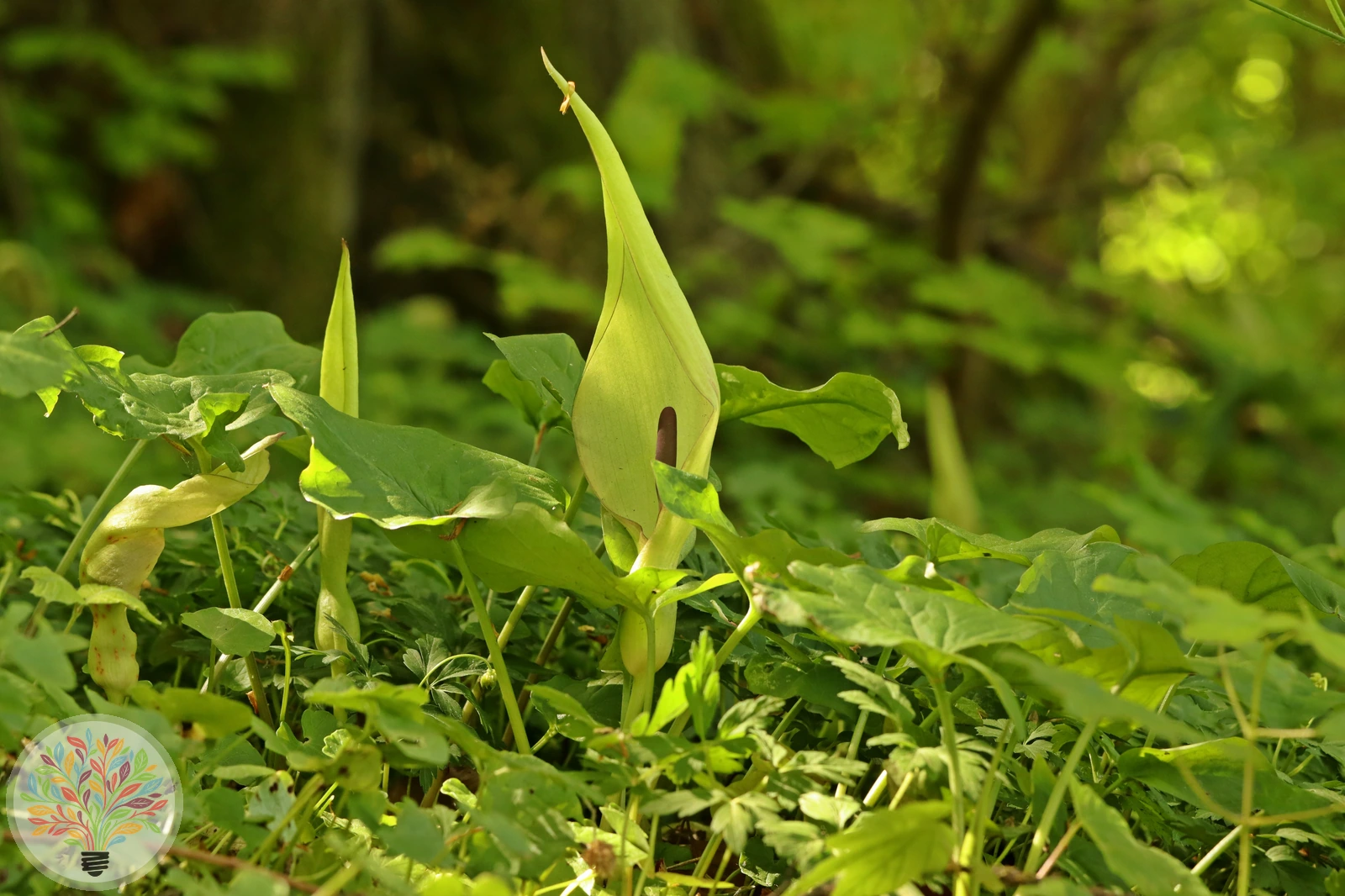 Gefleckter Aronstab – Bild 2 von 3