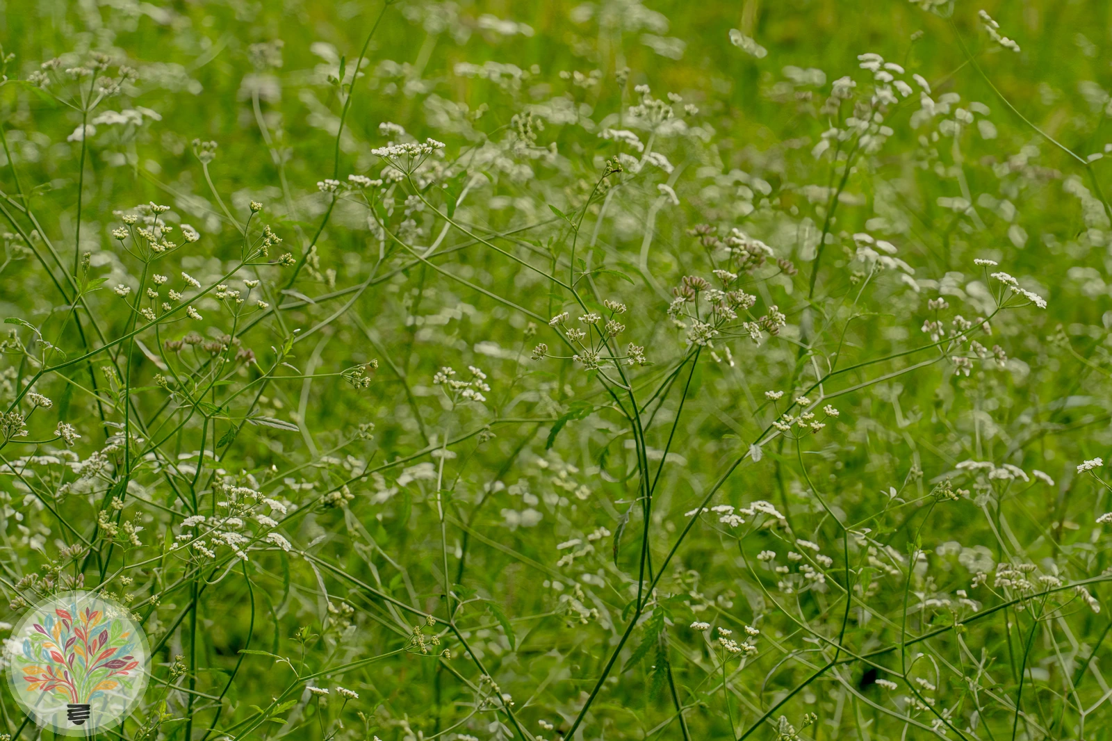 Feld-Klettenkerbel – Bild 1 von 3