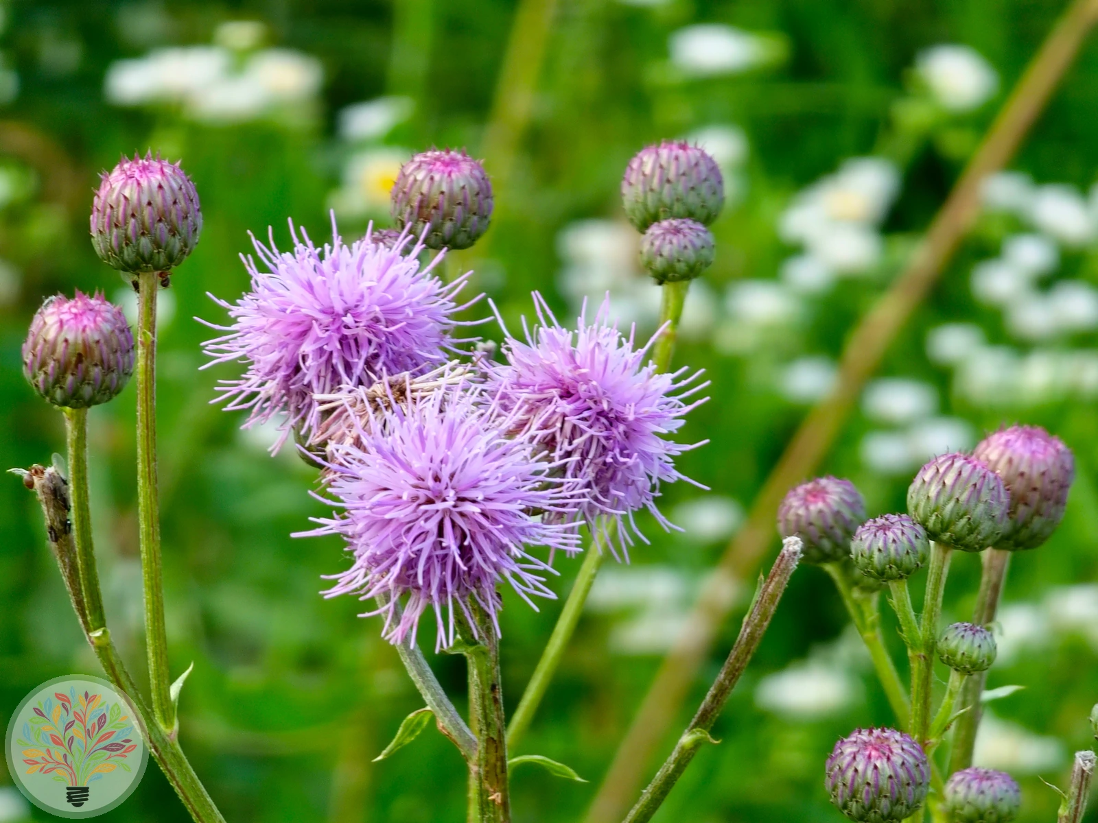 Acker-Kratzdistel – Bild 2 von 5