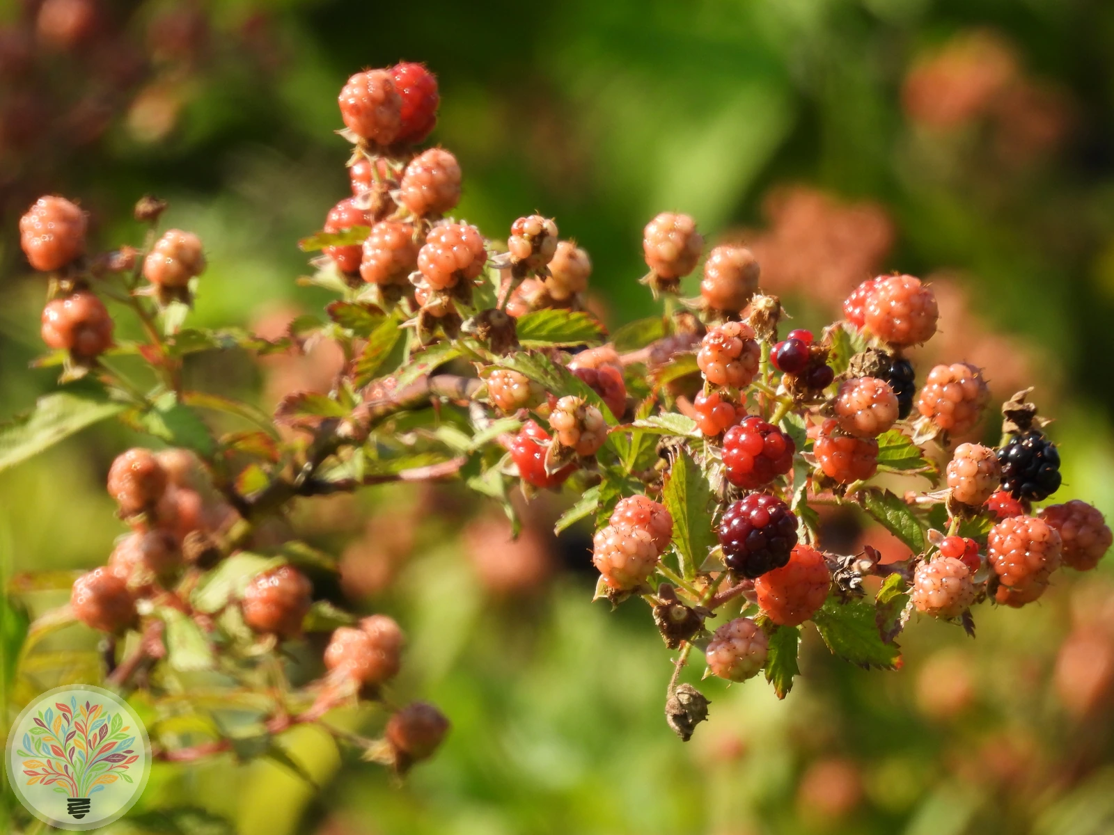 Allegheny-Brombeere – Bild 1 von 2