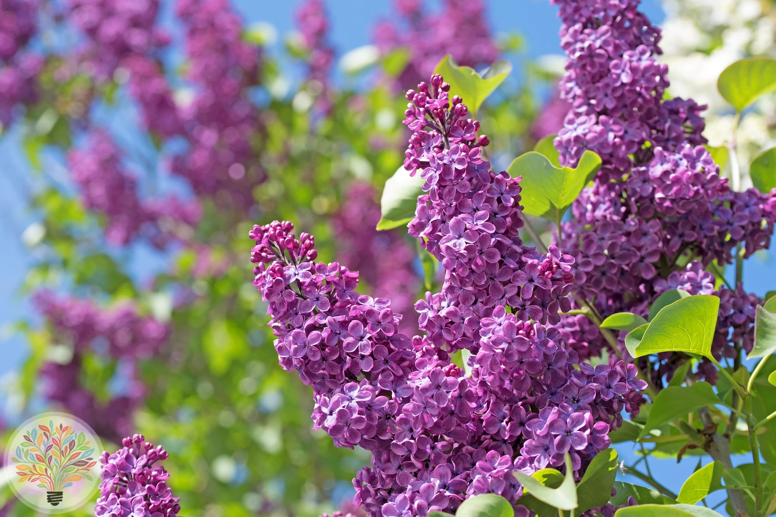 Syringa vulgaris – Afbeelding 2 van 3
