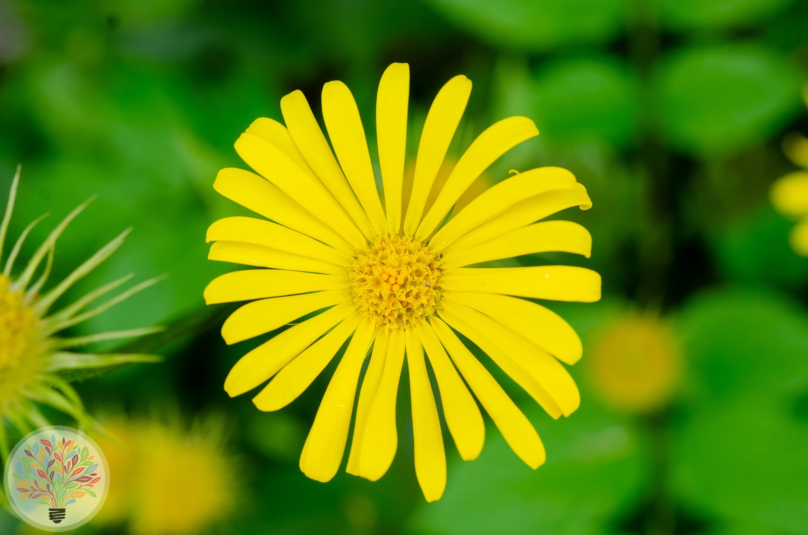 Hartbladzonnebloem – Afbeelding 3 van 3
