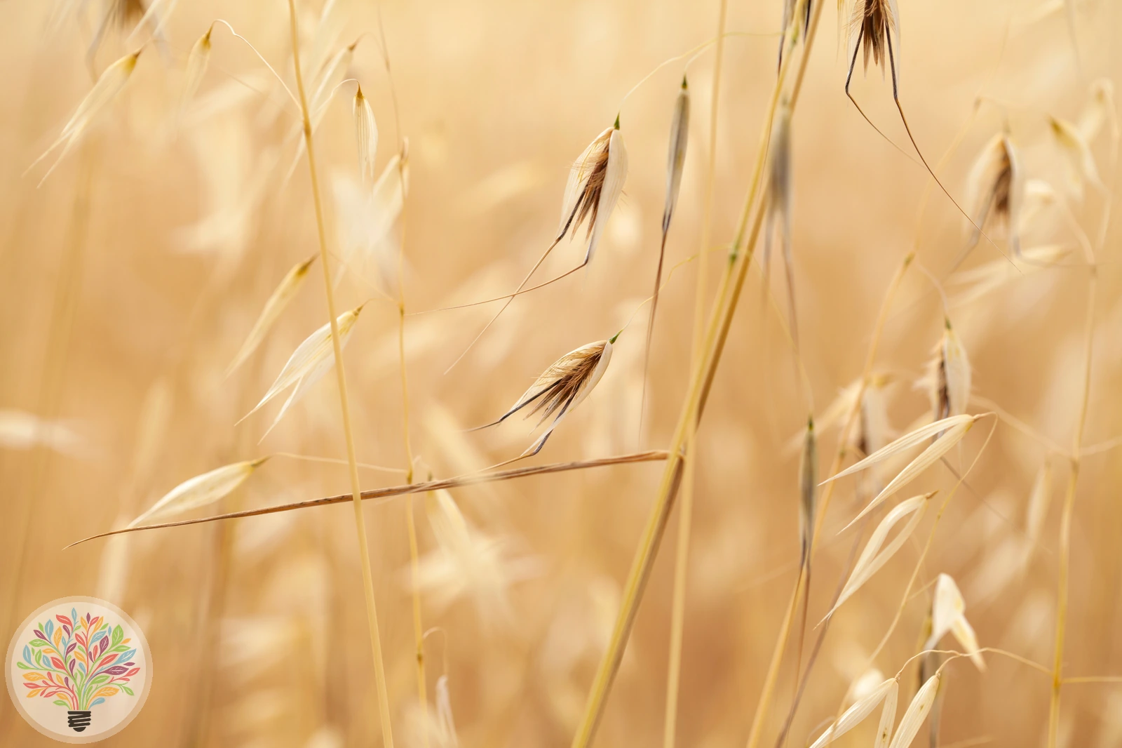 Avena barbata – Afbeelding 1 van 2
