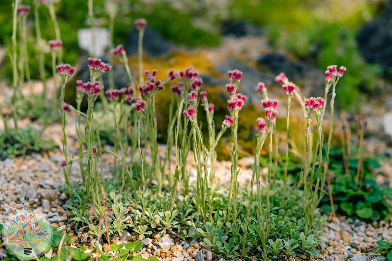 Gewöhnliches Katzenpfötchen – Bild 2 von 2