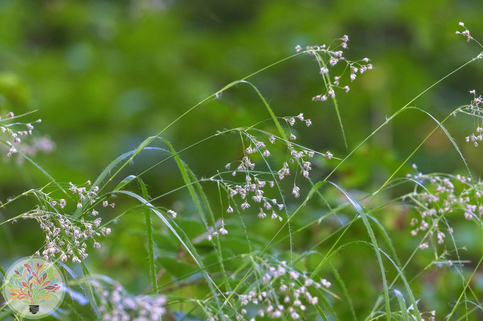 Wald-Hainsimse – Bild 2 von 2