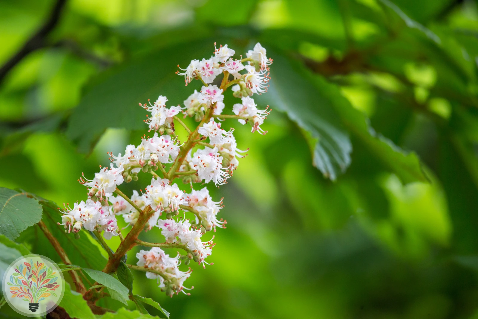 Aesculus hippocastanum – Afbeelding 3 van 7