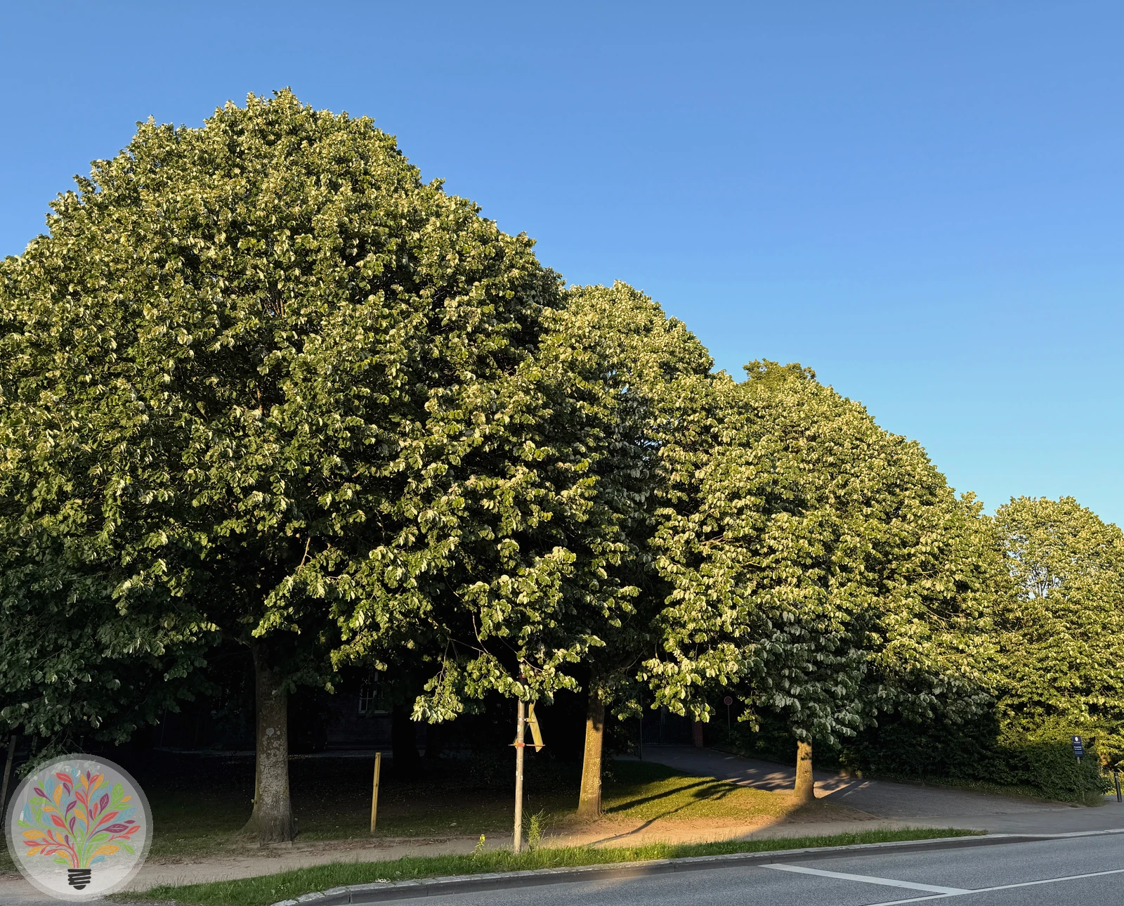 Tilia tomentosa – Afbeelding 1 van 5