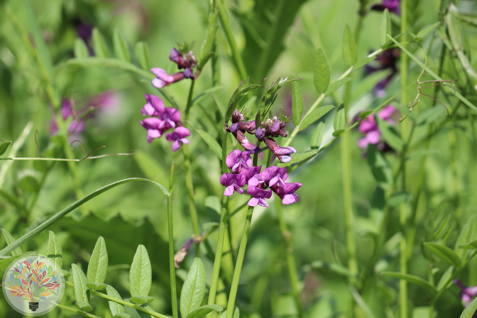 Zaun-Wicke – Bild 2 von 3