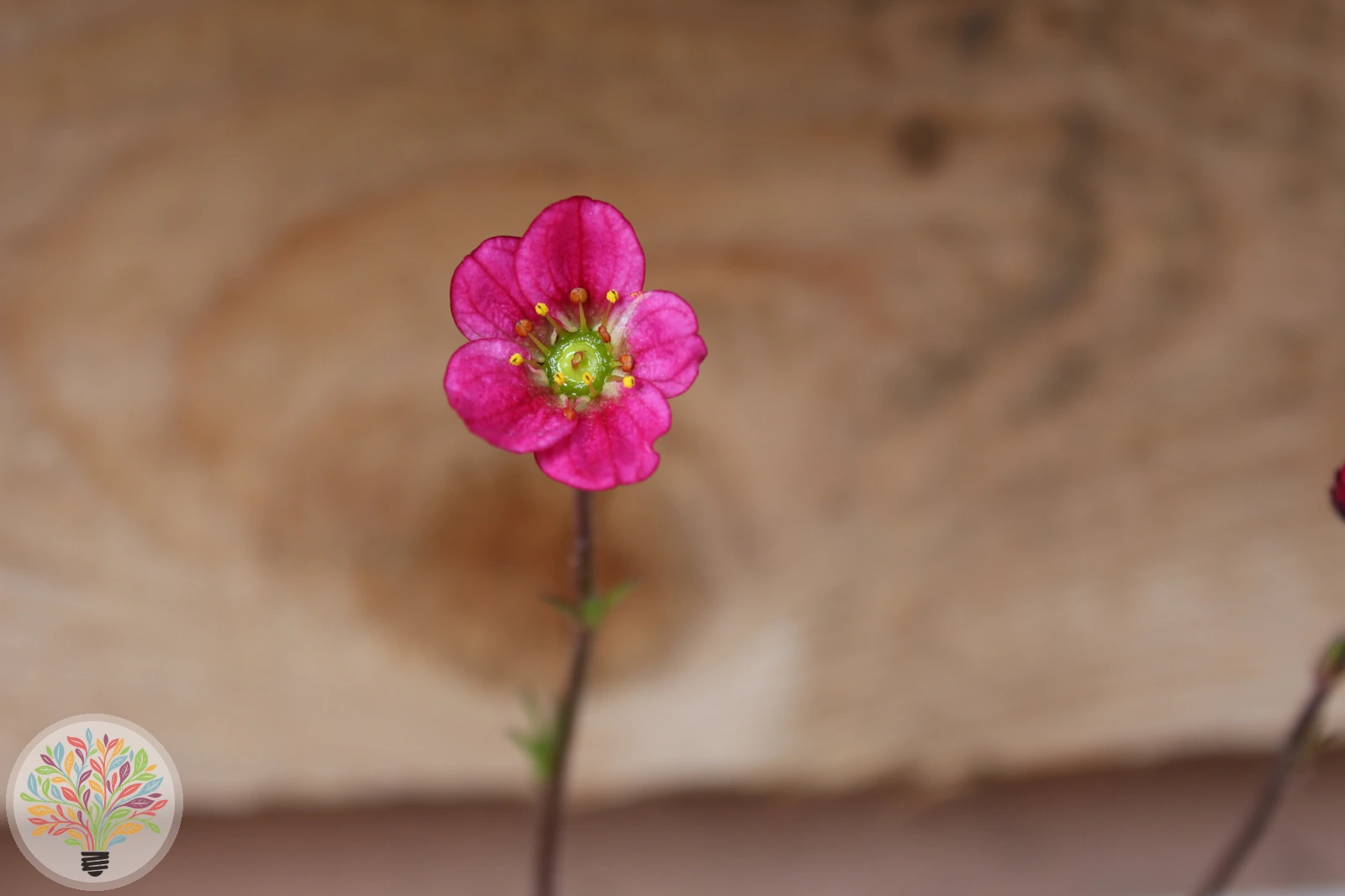 Saxifraga adscendens – Afbeelding 1