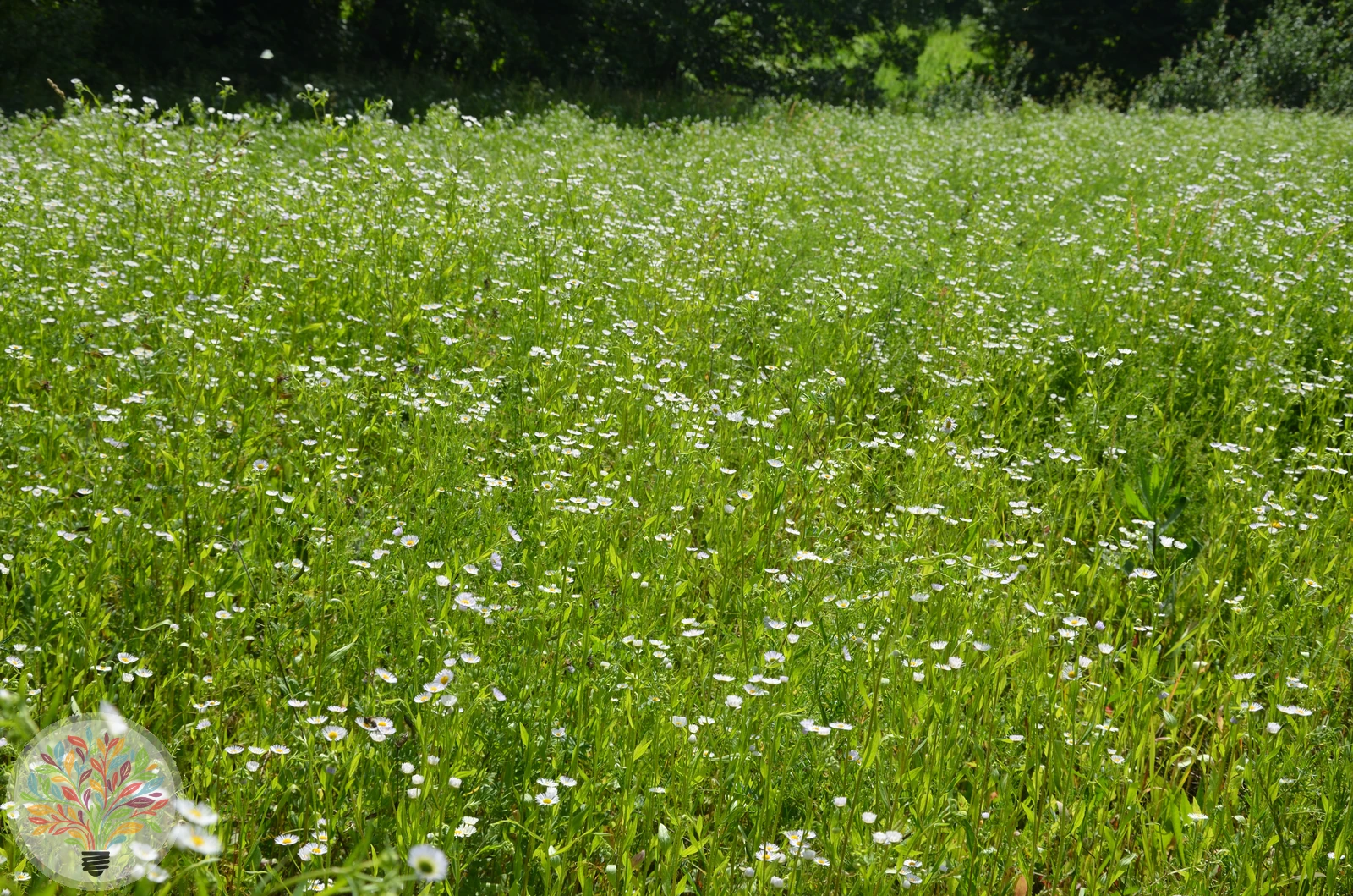 Feinstrahl-Berufkraut – Bild 3 von 3