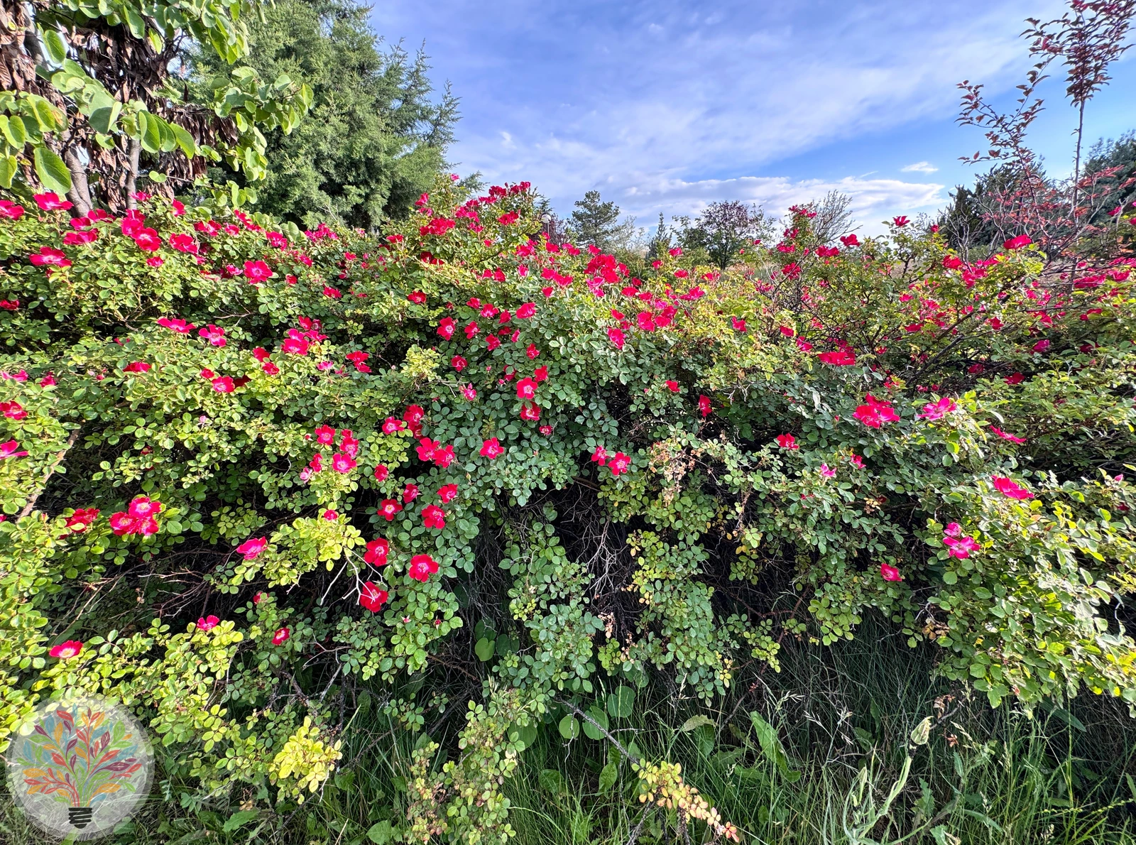 Essig-Rose – Bild 3 von 3
