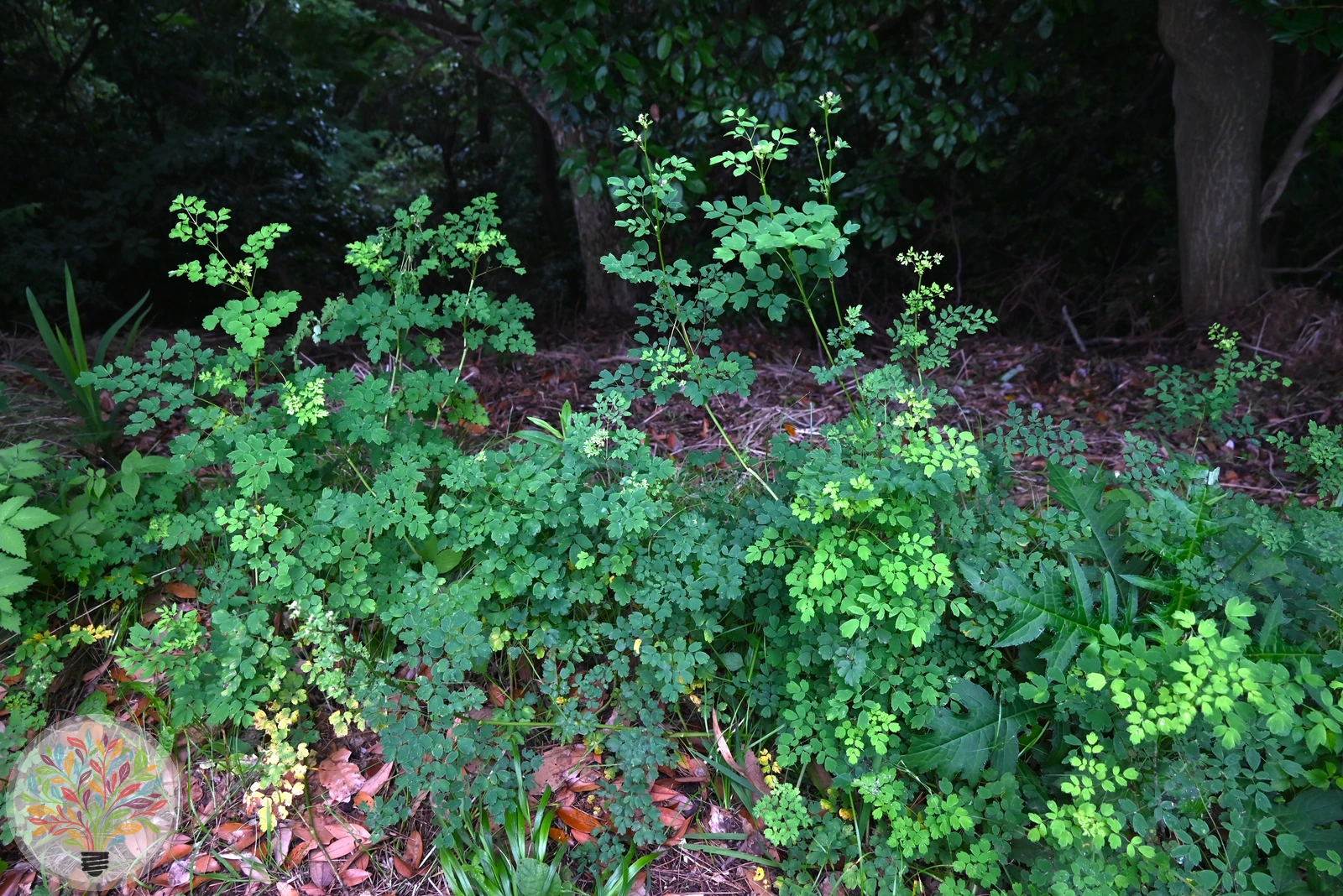 Thalictrum minus subsp. majus – Afbeelding 2 van 2