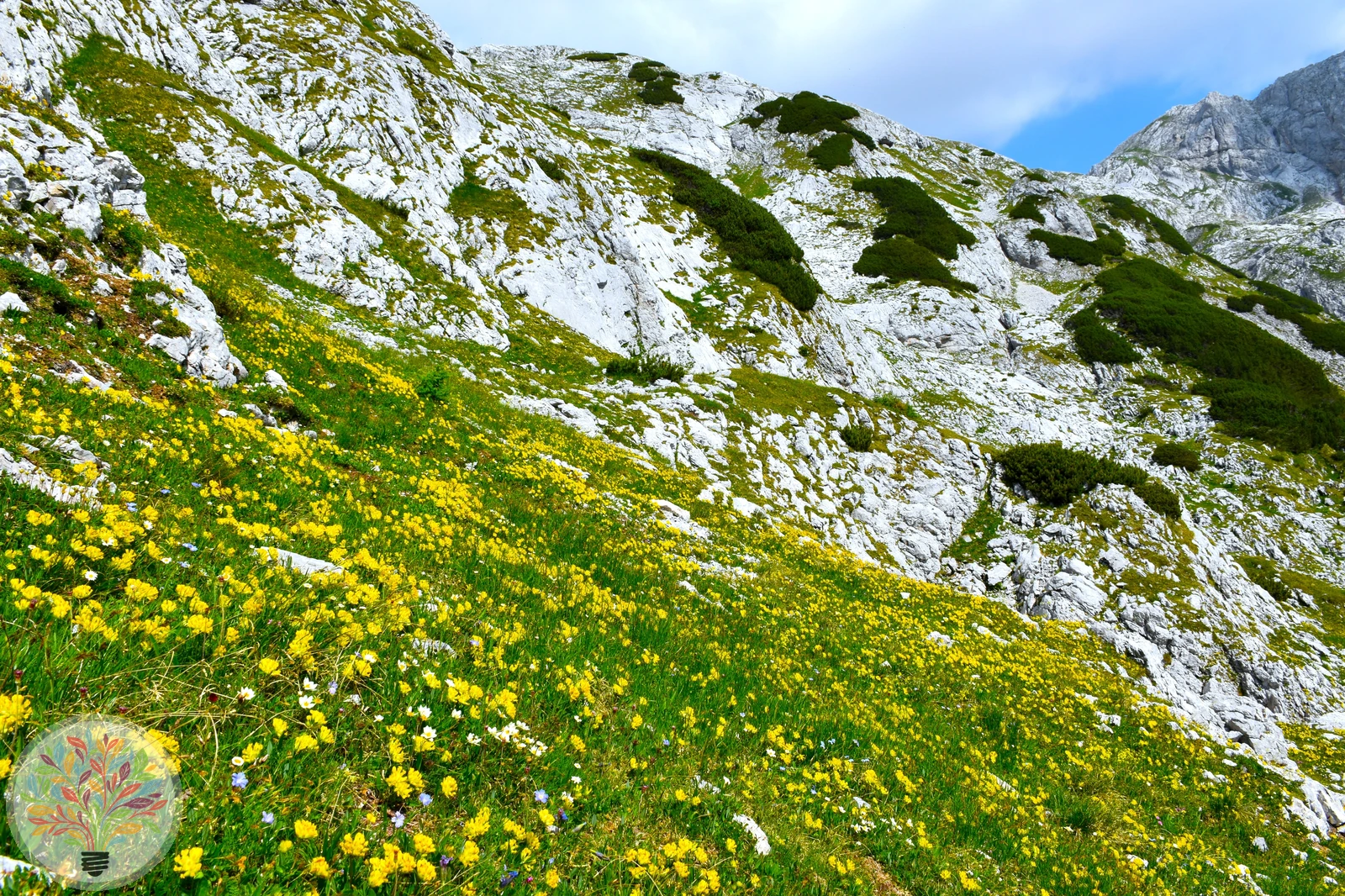 Alpen-Wundklee – Bild 3 von 3