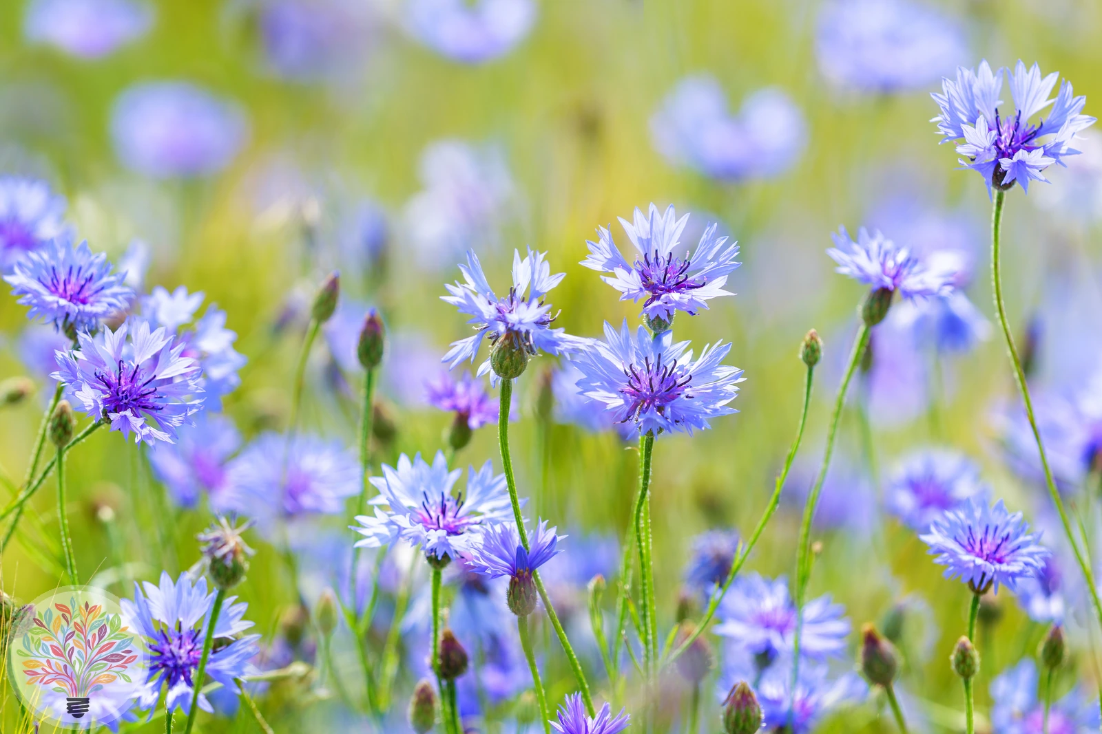 Korn-Flockenblume – Bild 2 von 4