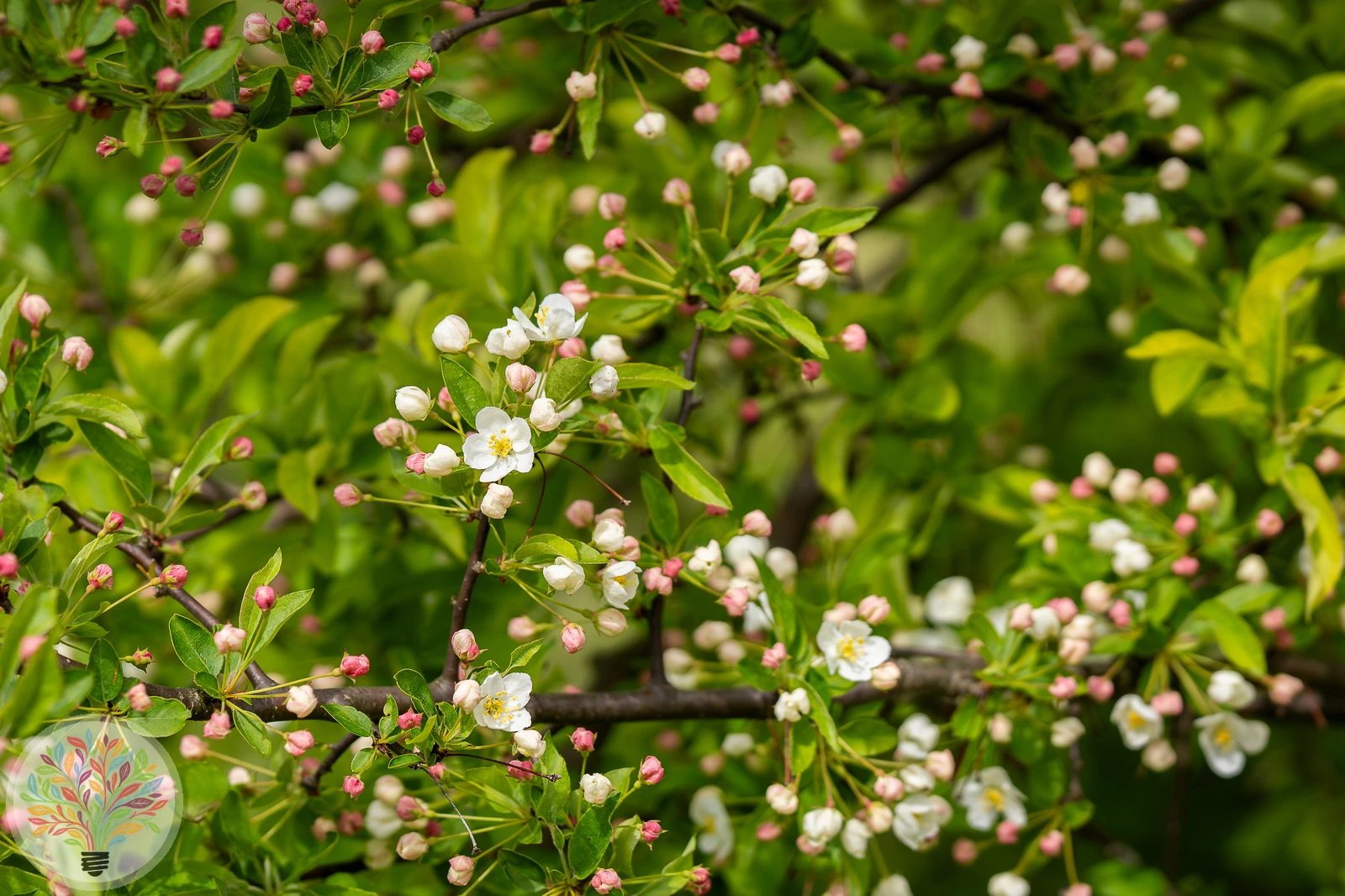 Wild-Apfel – Bild 3 von 3