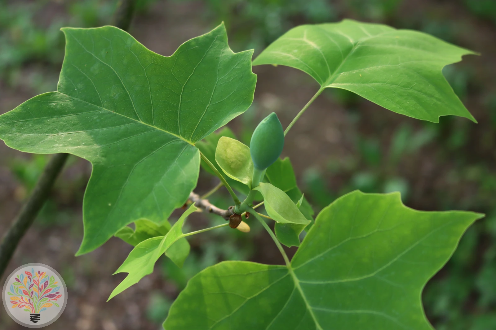 Liriodendron tulipifera – Afbeelding 3 van 4