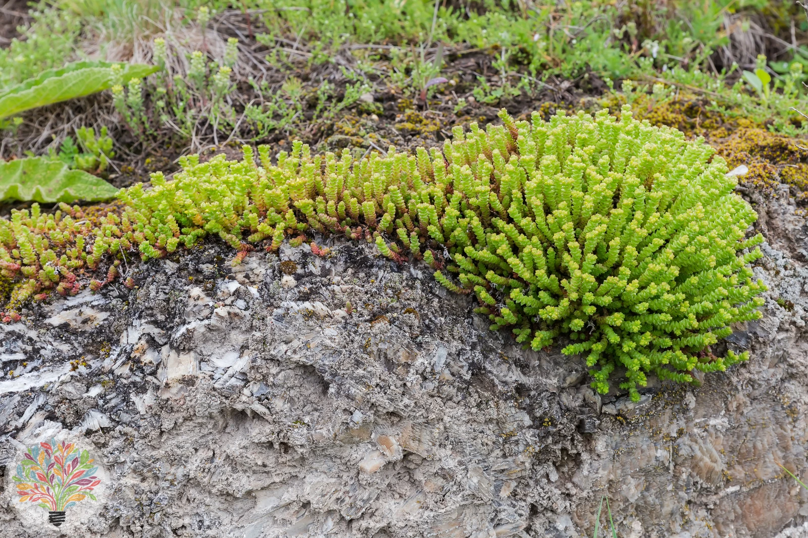 Sedum alpestre – Image 3 sur 3