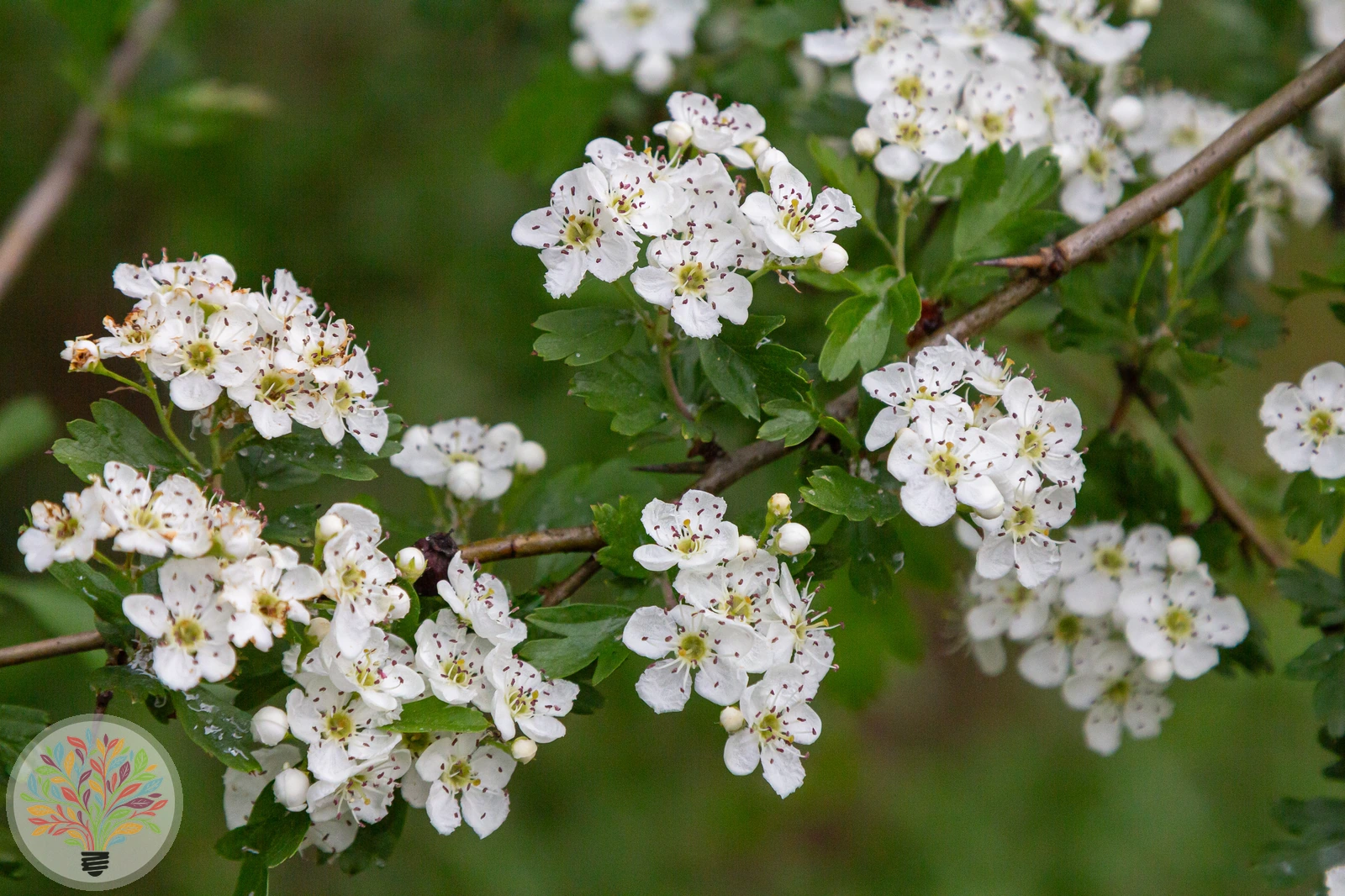 Eingriffliger Weißdorn – Bild 2 von 2