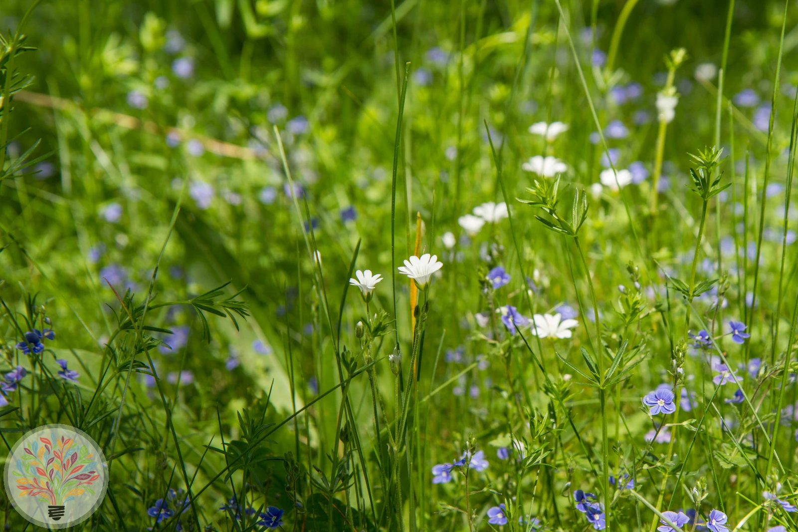 Acker-Hornkraut – Bild 2 von 2
