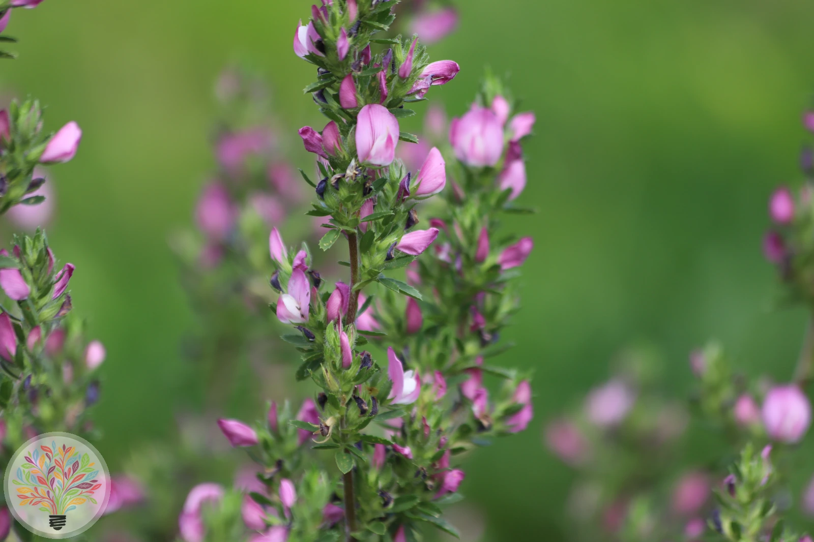 Dornige Hauhechel – Bild 2 von 2