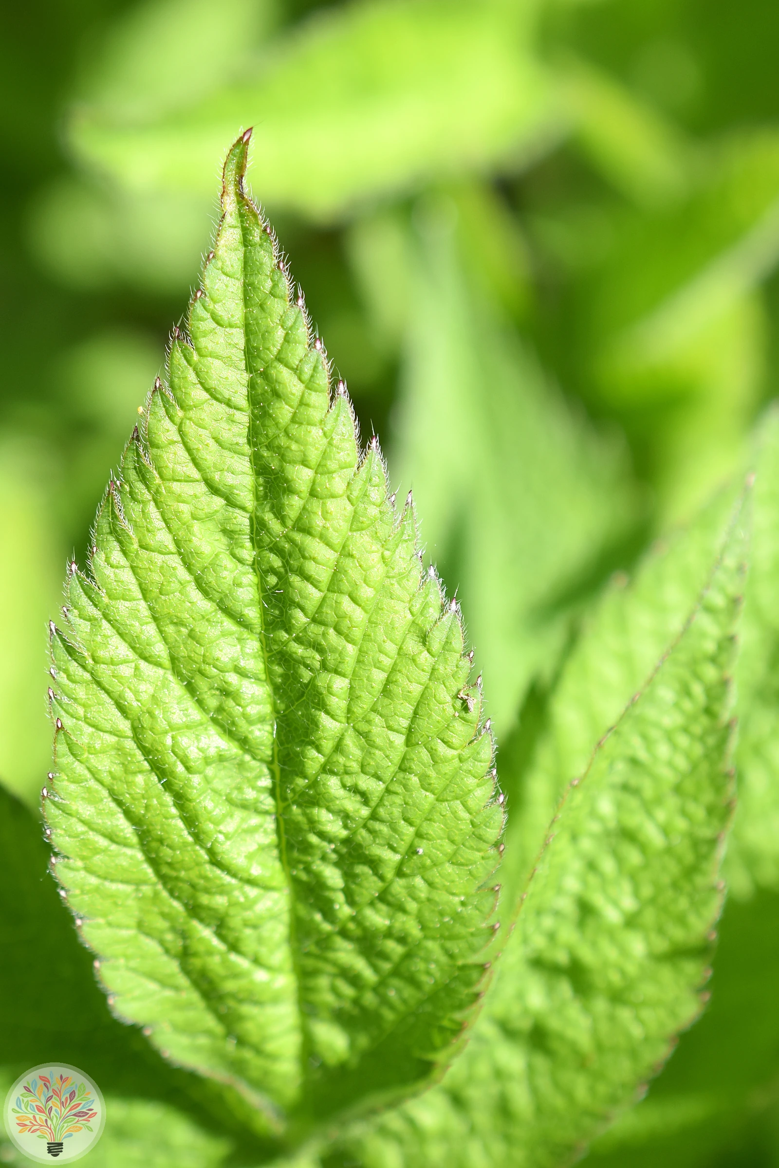 Aromatischer Kälberkropf – Bild 3 von 3