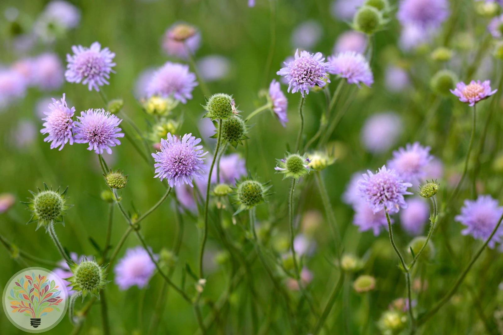 Wiesen-Witwenblume – Bild