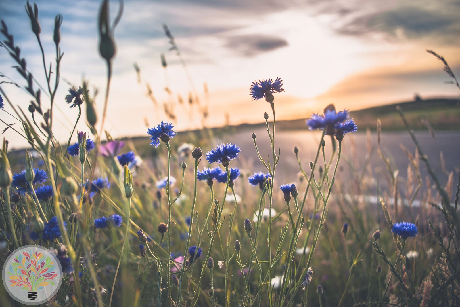Korn-Flockenblume – Bild 3 von 4