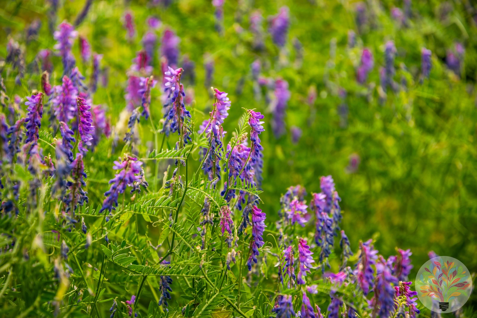 Vogel-Wicke – Bild 2 von 2