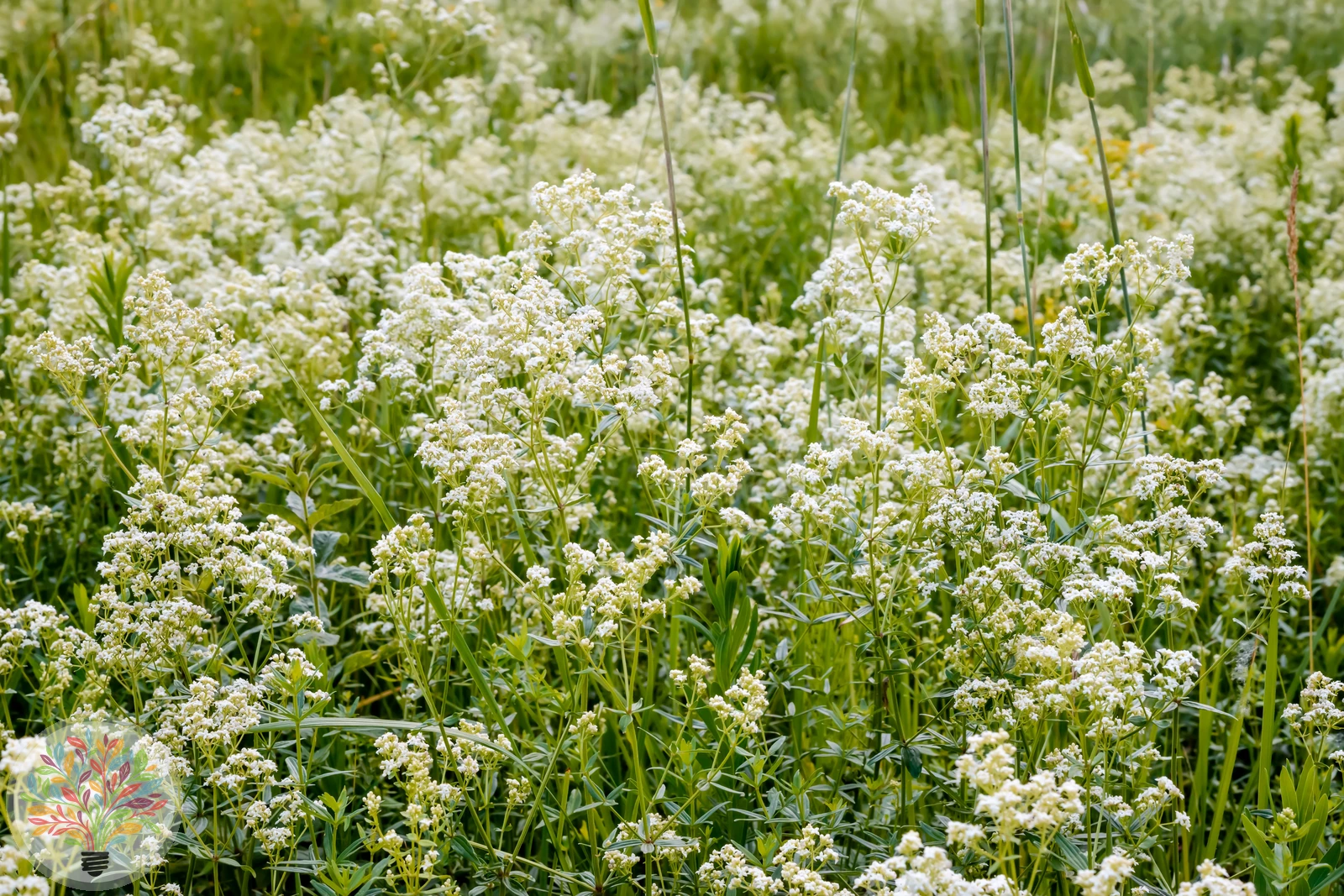 Nordisches Labkraut – Bild
