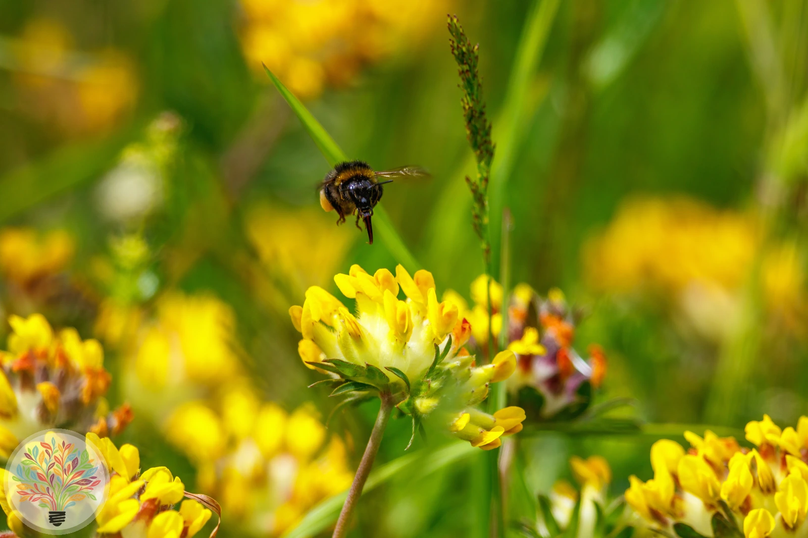 Gewöhnlicher Wundklee – Bild 2 von 3