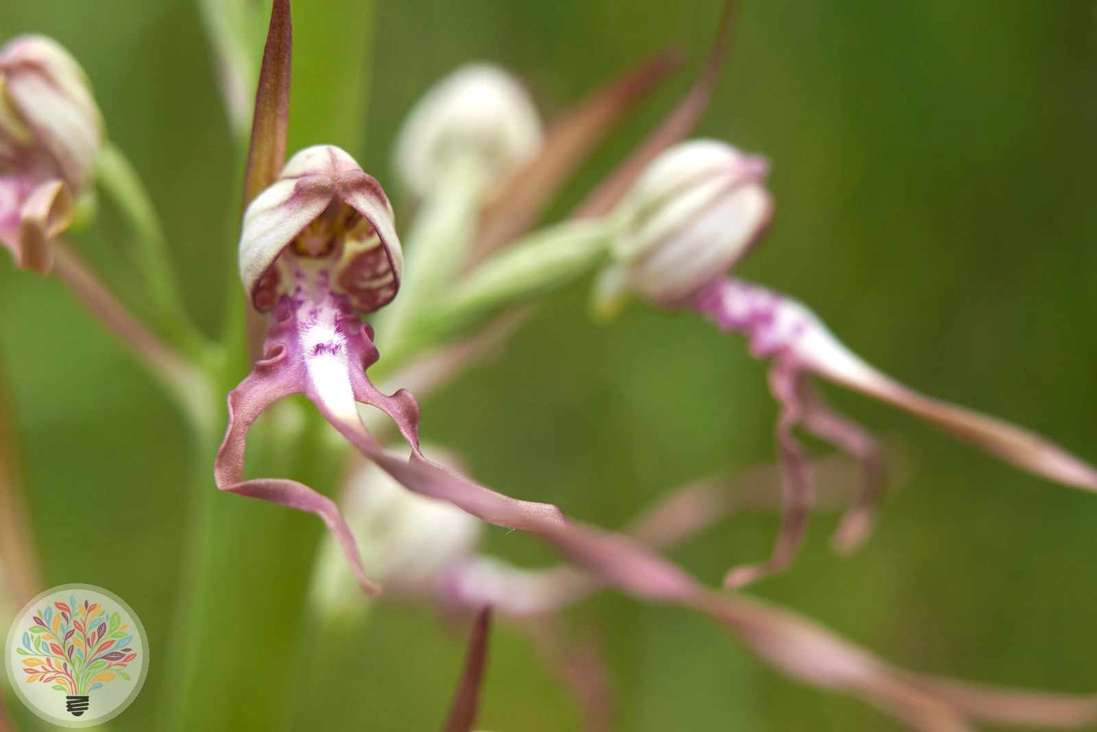Himantoglossum adriaticum – Image 2 sur 3