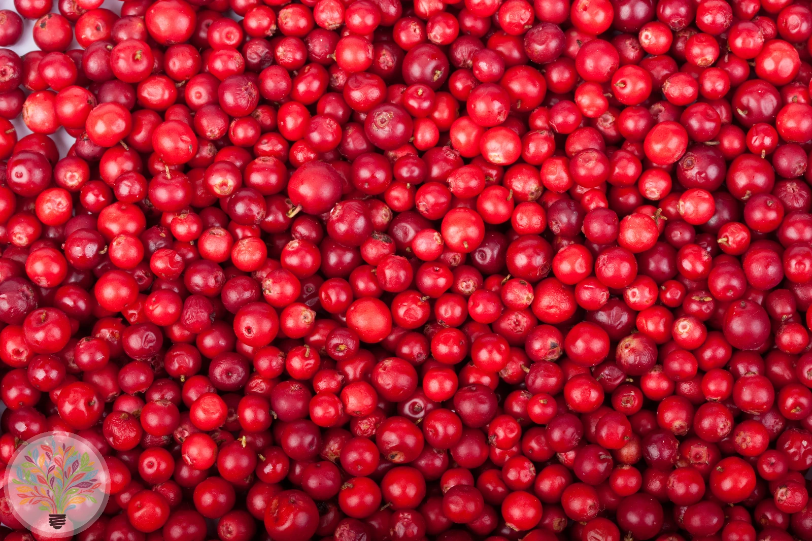 Vaccinium vitis-idaea – Afbeelding 3 van 6